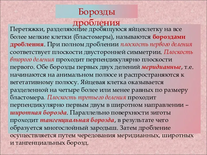 Перетяжки, разделяющие дробящуюся яйцеклетку на все более мелкие клетки (бластомеры), называются бороздами