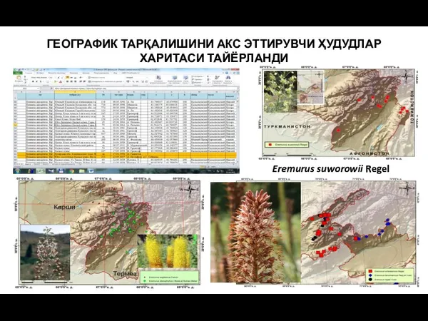 ГЕОГРАФИК ТАРҚАЛИШИНИ АКС ЭТТИРУВЧИ ҲУДУДЛАР ХАРИТАСИ ТАЙЁРЛАНДИ Eremurus suworowii Regel