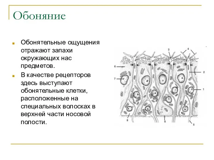 Обоняние Обонятельные ощущения отражают запахи окружающих нас предметов. В качестве рецепторов здесь