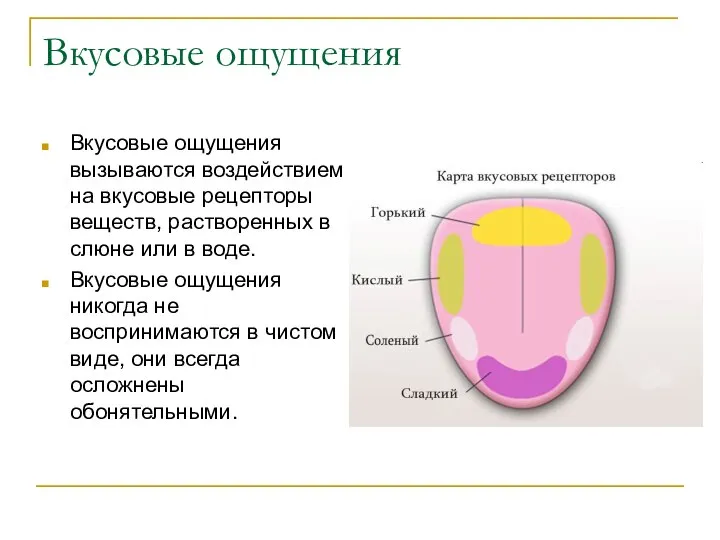 Вкусовые ощущения Вкусовые ощущения вызываются воздействием на вкусовые рецепторы веществ, растворенных в