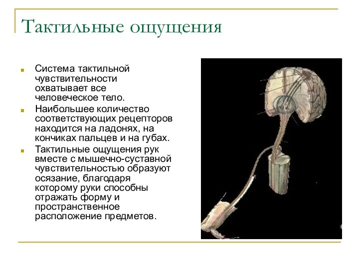 Тактильные ощущения Система тактильной чувствительности охватывает все человеческое тело. Наибольшее количество соответствующих