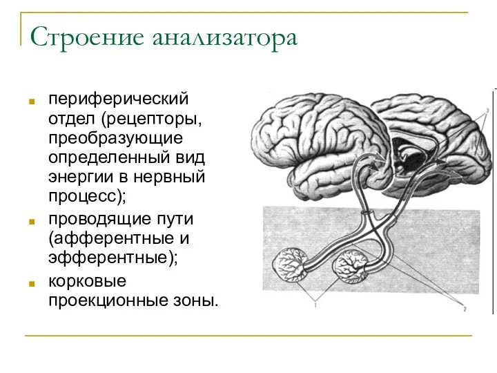 Строение анализатора периферический отдел (рецепторы, преобразующие определенный вид энергии в нервный процесс);