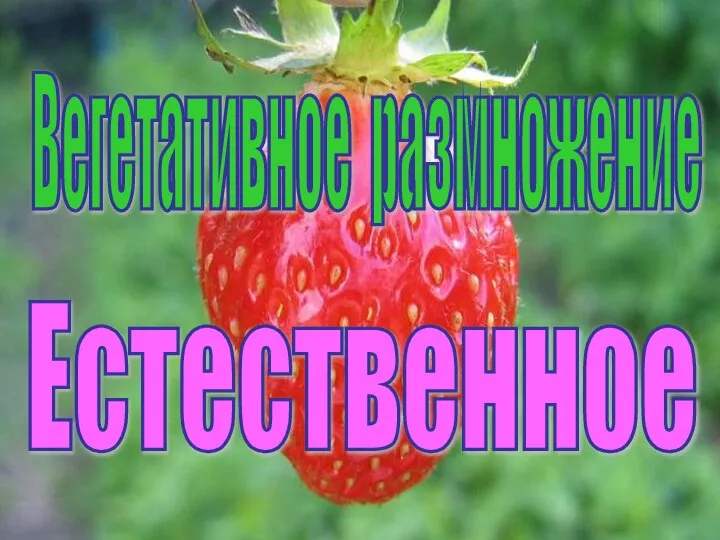 Вегетативное размножение Естественное