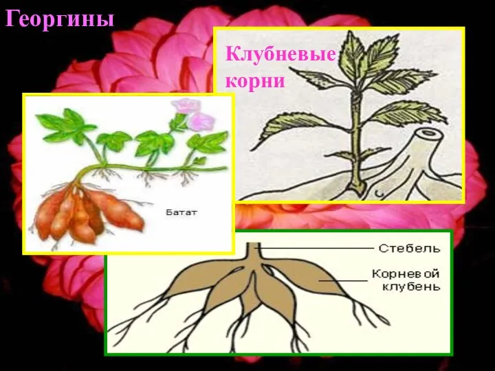 Георгины Клубневые корни