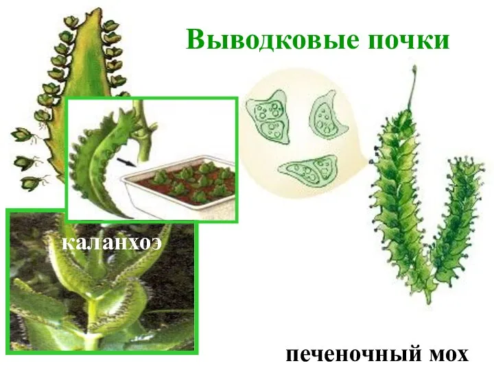 Выводковые почки каланхоэ печеночный мох