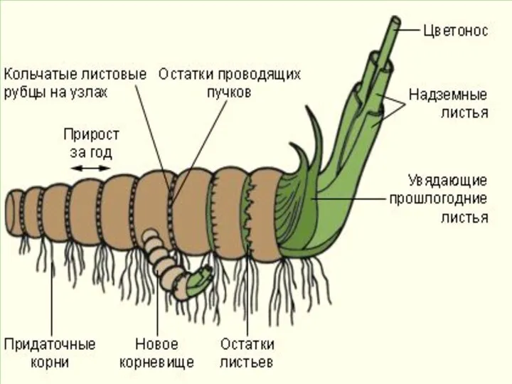 корневище пырей сныть