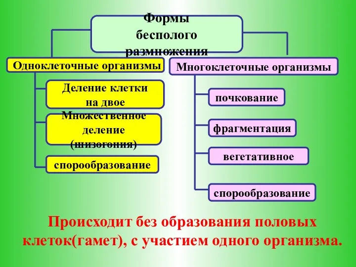 Формы бесполого размножения Одноклеточные организмы Многоклеточные организмы Деление клетки на двое Множественное