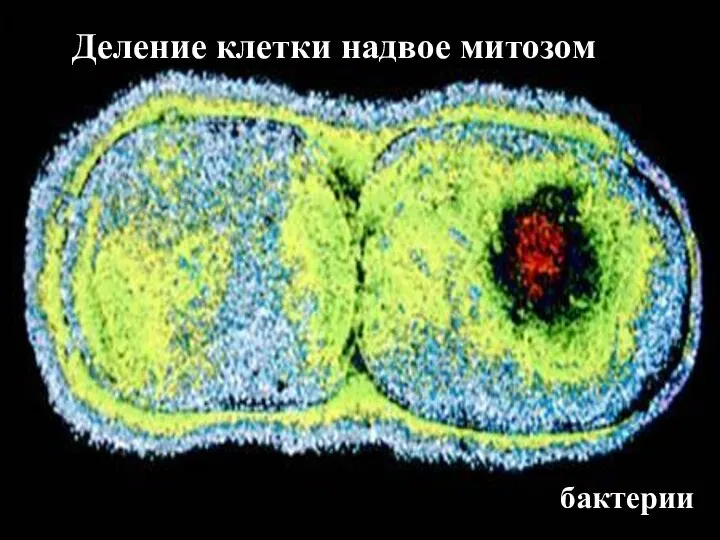 Деление клетки надвое митозом бактерии