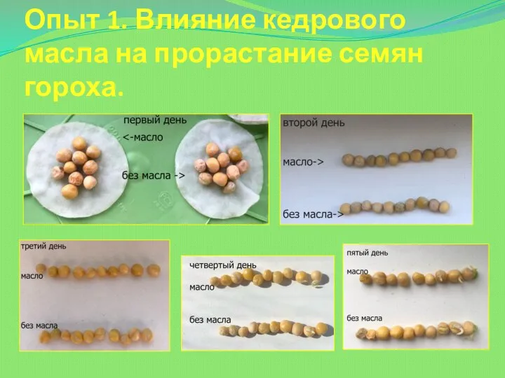 Опыт 1. Влияние кедрового масла на прорастание семян гороха.