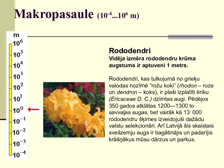 Makropasaule (10-4...106 m) Rododendri Vidēja izmēra rododendru krūma augstums ir aptuveni 1