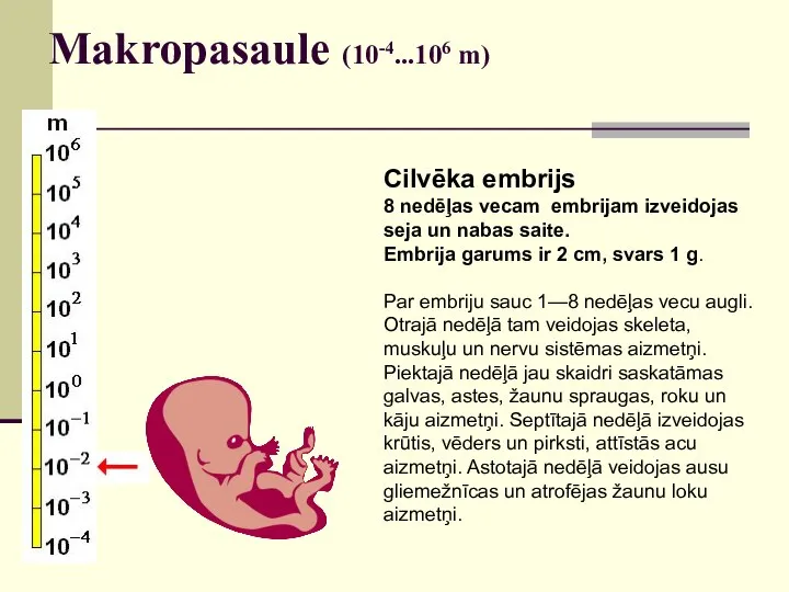 Makropasaule (10-4...106 m) Cilvēka embrijs 8 nedēļas vecam embrijam izveidojas seja un