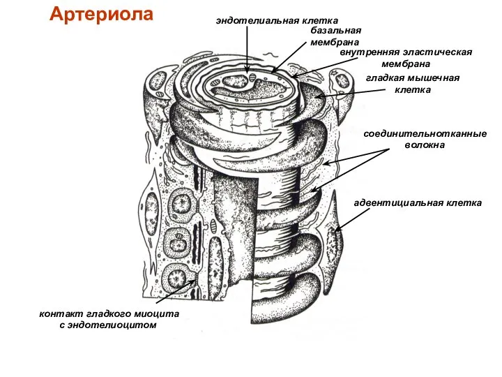 Артериола эндотелиальная клетка базальная мембрана внутренняя эластическая мембрана гладкая мышечная клетка контакт