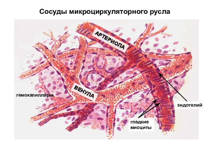 Сосуды микроциркуляторного русла гемокапилляры ВЕНУЛА АРТЕРИОЛА гладкие миоциты эндотелий