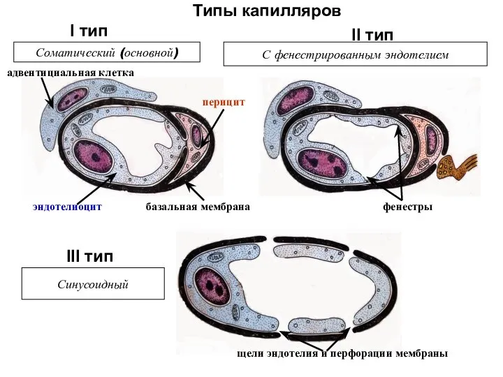 Типы капилляров Соматический (основной) Синусоидный С фенестрированным эндотелием эндотелиоцит базальная мембрана перицит