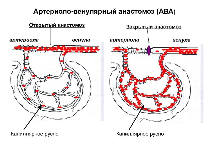 Артериоло-венулярный анастомоз (АВА) артериола венула артериола венула Капиллярное русло Капиллярное русло Открытый анастомоз Закрытый анастомоз
