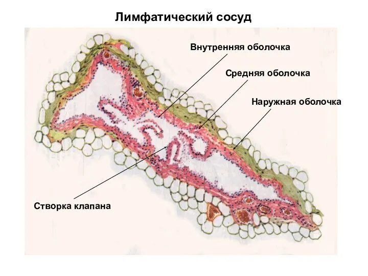 Лимфатический сосуд Внутренняя оболочка Средняя оболочка Наружная оболочка Створка клапана