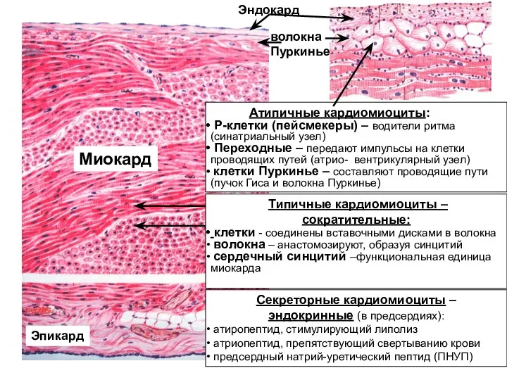 Эндокард волокна Пуркинье Миокард Эпикард Типичные кардиомиоциты – сократительные: клетки - соединены