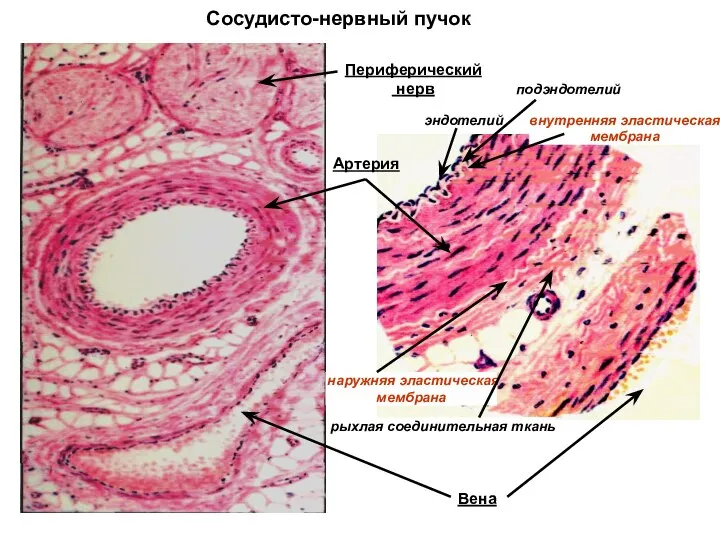 Сосудисто-нервный пучок Артерия Вена Периферический нерв подэндотелий эндотелий внутренняя эластическая мембрана наружняя