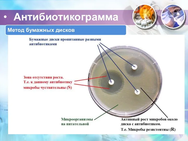 Антибиотикограмма