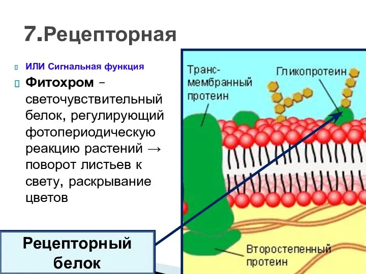 ИЛИ Сигнальная функция Фитохром – светочувствительный белок, регулирующий фотопериодическую реакцию растений →