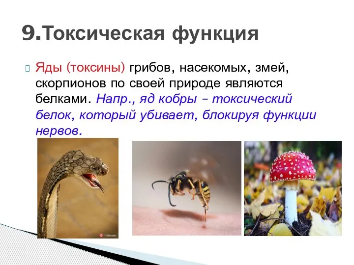 9.Токсическая функция Яды (токсины) грибов, насекомых, змей, скорпионов по своей природе являются