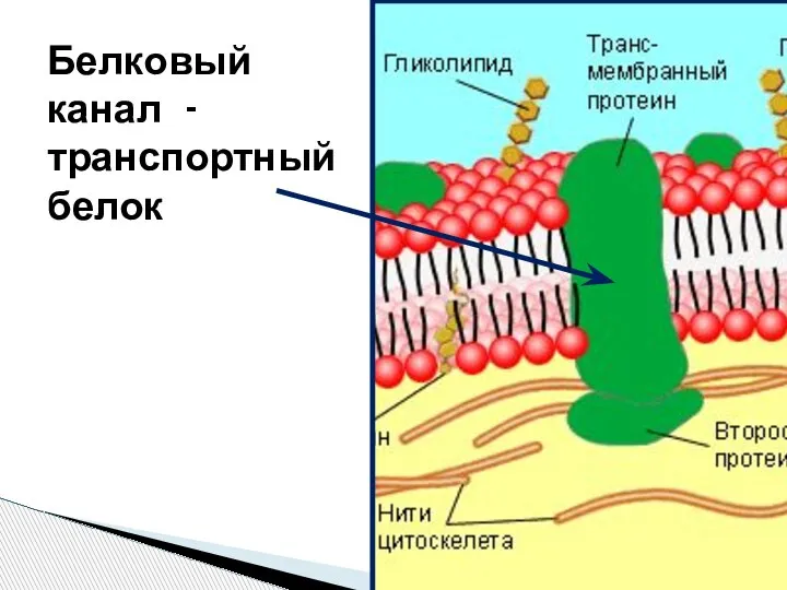 Белковый канал - транспортный белок