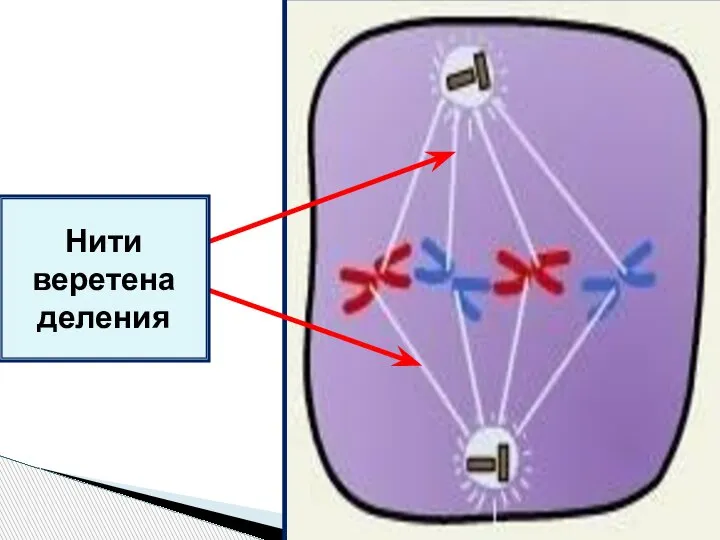 Нити веретена деления