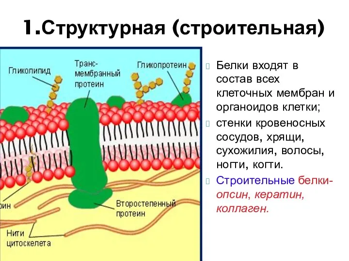 Белки входят в состав всех клеточных мембран и органоидов клетки; стенки кровеносных