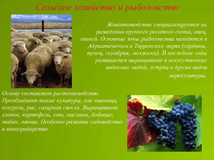 Животноводство специализируется на разведении крупного рогатого скота, овец, свиней. Основные зоны рыболовства