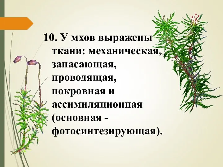 10. У мхов выражены ткани: механическая, запасающая, проводящая, покровная и ассимиляционная (основная - фотосинтезирующая).