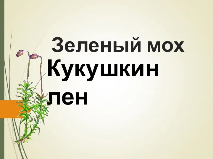 Зеленый мох Кукушкин лен