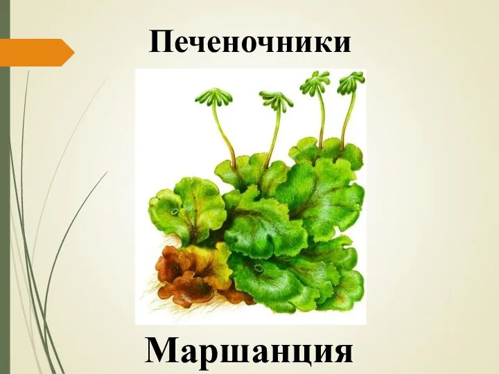 Печеночники Маршанция