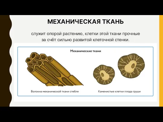 МЕХАНИЧЕСКАЯ ТКАНЬ служит опорой растению, клетки этой ткани прочные за счёт сильно развитой клеточной стенки.