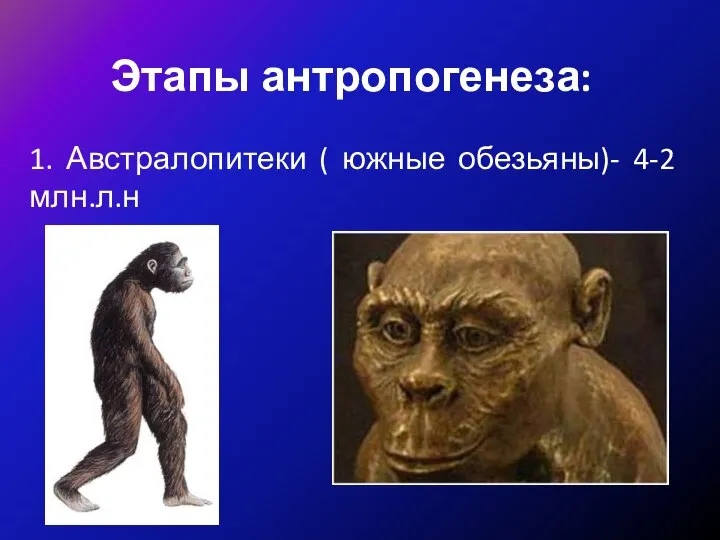 Этапы антропогенеза: 1. Австралопитеки ( южные обезьяны)- 4-2 млн.л.н