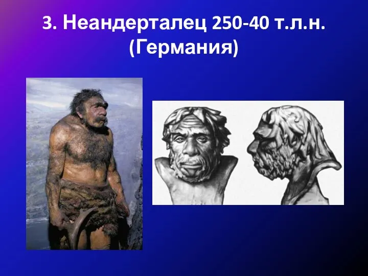 3. Неандерталец 250-40 т.л.н. (Германия)