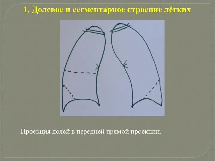 1. Долевое и сегментарное строение лёгких Проекция долей в передней прямой проекции.