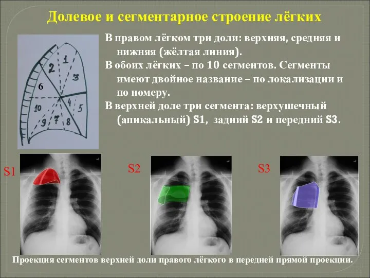 Долевое и сегментарное строение лёгких В правом лёгком три доли: верхняя, средняя