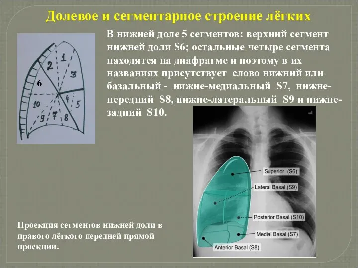 Долевое и сегментарное строение лёгких В нижней доле 5 сегментов: верхний сегмент