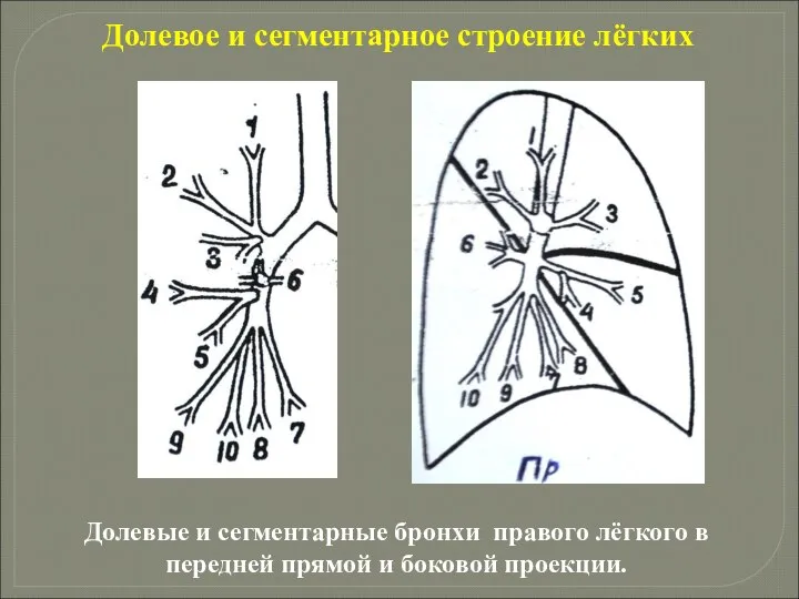 Долевое и сегментарное строение лёгких Долевые и сегментарные бронхи правого лёгкого в