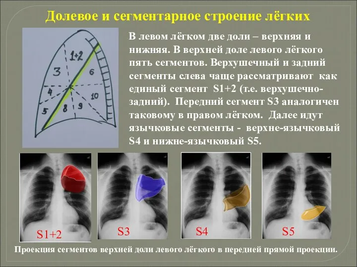 Долевое и сегментарное строение лёгких В левом лёгком две доли – верхняя