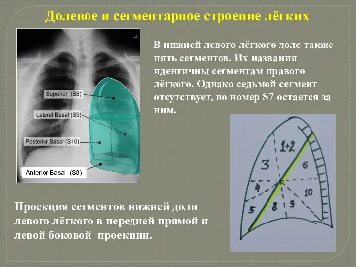 Долевое и сегментарное строение лёгких В нижней левого лёгкого доле также пять