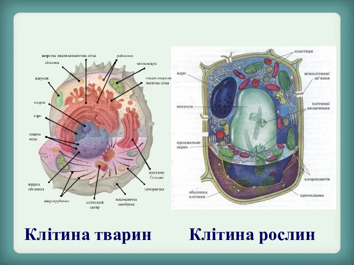 Клітина рослин Клітина тварин