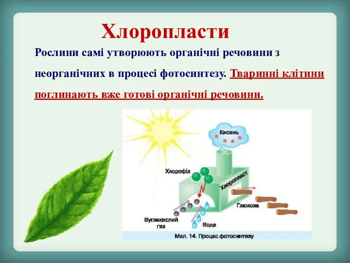 Хлоропласти Рослини самі утворюють органічні речовини з неорганічних в процесі фотосинтезу. Тваринні