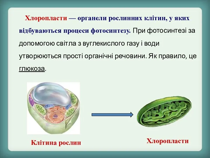 Хлоропласти — органели рослинних клітин, у яких відбуваються процеси фотосинтезу. При фотосинтезі