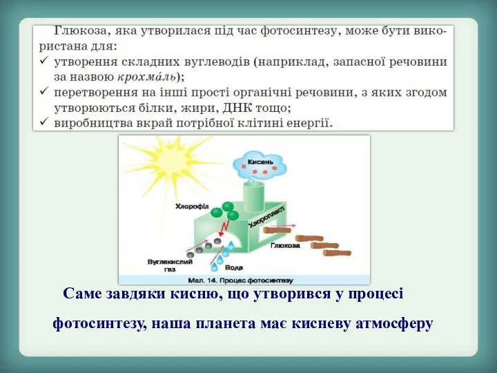 Саме завдяки кисню, що утворився у процесі фотосинтезу, наша планета має кисневу атмосферу