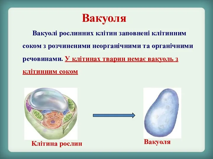 Вакуоля Клітина рослин Вакуоля Вакуолі рослинних клітин заповнені клітинним соком з розчиненими