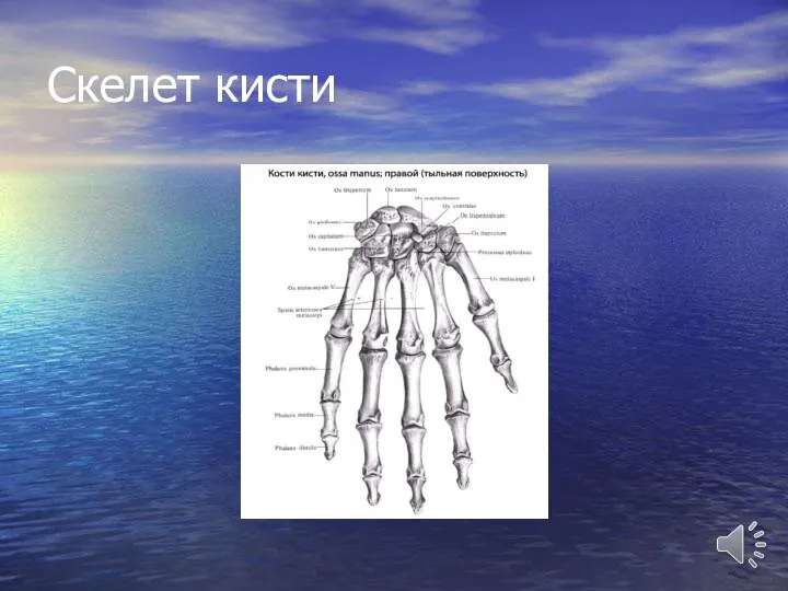 Скелет кисти