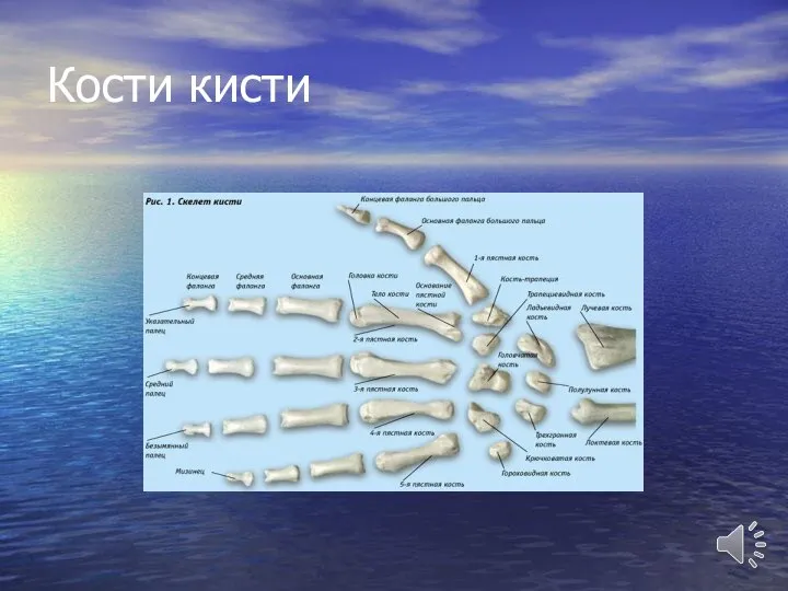 Кости кисти