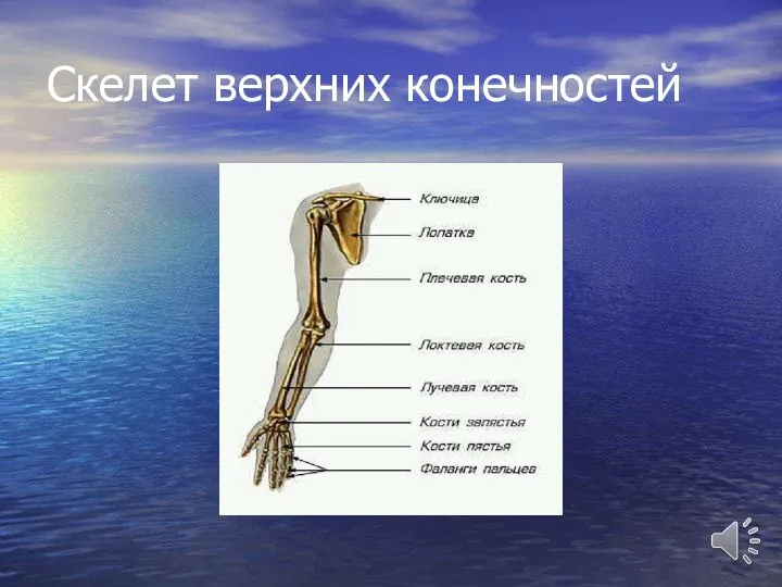 Скелет верхних конечностей