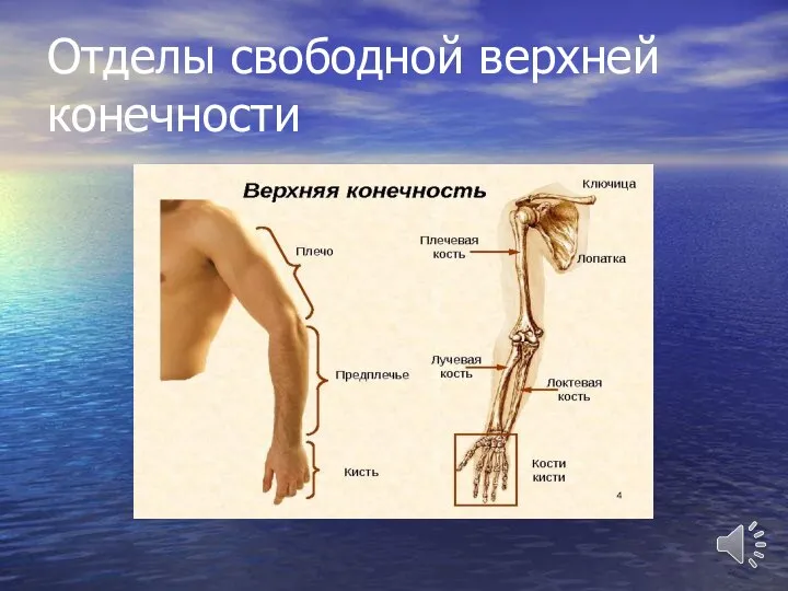 Отделы свободной верхней конечности